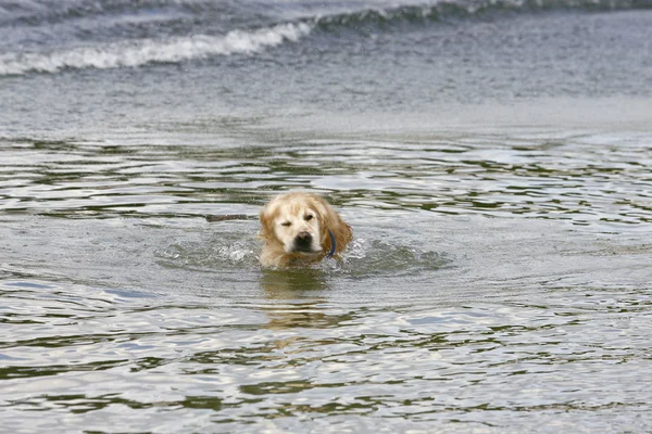 Golden Retriever yıkanan göl — Stok fotoğraf