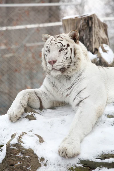 Tigre blanc couché sur un arbre pendant l'hiver — Photo