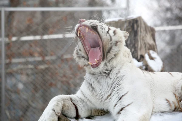 Tigre blanc couché sur l'arbre pendant l'hiver et bâillant — Photo