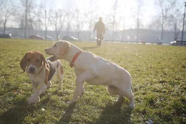 Yeşil sahada çalışan oynayan iki köpek yavrusu