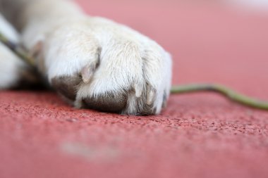 Küçük Labrador Sara Paws kırmızı bir arka plan üzerinde