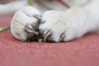 Küçük Labrador Sara Paws kırmızı bir arka plan üzerinde