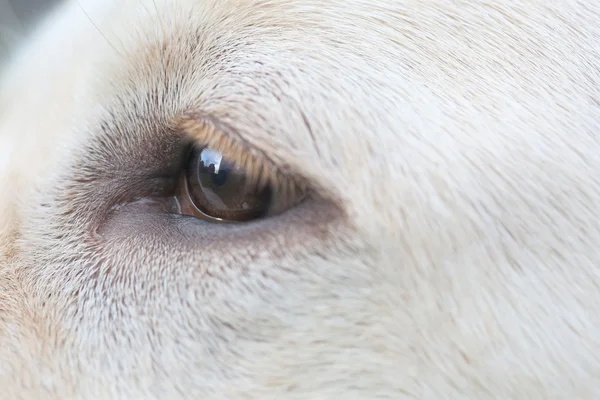 Close up occhio di Sara Labrador retriever cucciolo — Foto Stock