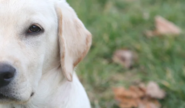 Połowa portret Sara Labrador retriever szczeniak — Zdjęcie stockowe