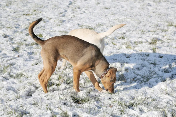 Two dogs playing in snow park — Stock Photo, Image