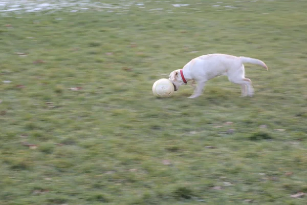 Szczeniak Labrador działa piłkę na zielonej trawie — Zdjęcie stockowe