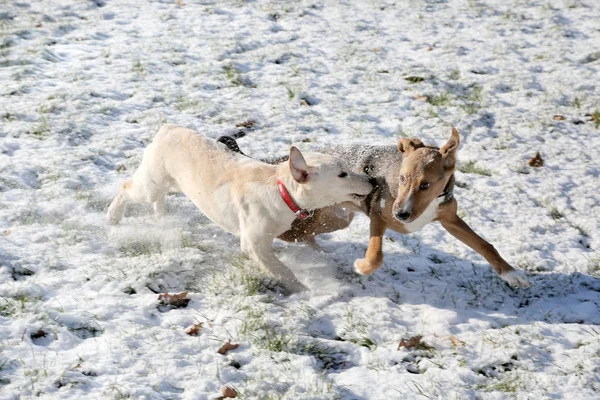 Two dogs playing in snow park — Stock Photo, Image