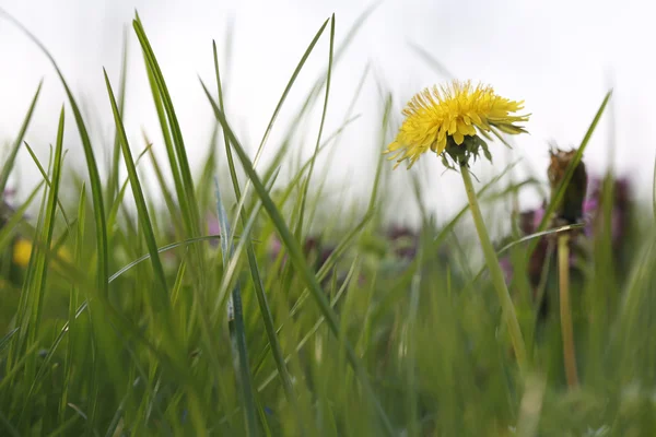 Sunny Nature Green grass in the spring close up — Stock Photo, Image