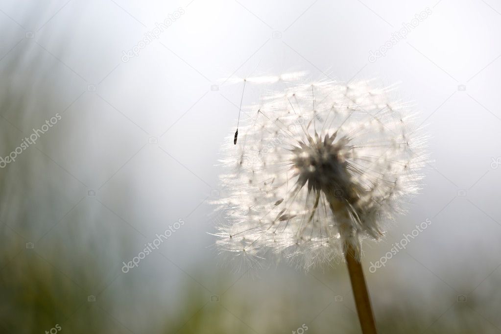 Dandelion blowing seeds in wind at sunset