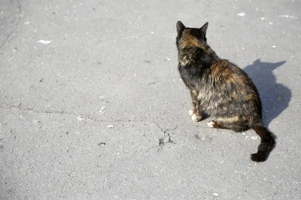 从后面拍摄的街头猫照片 — 图库照片