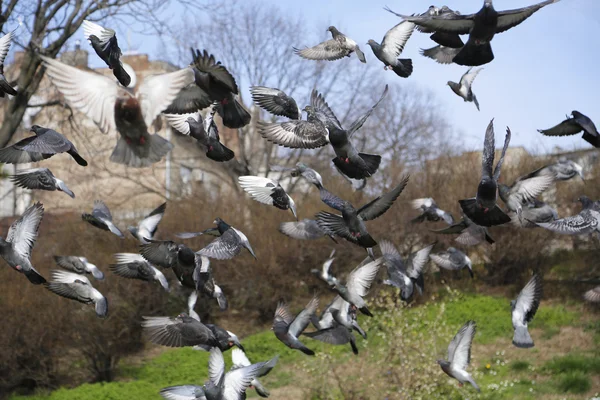 Wild Flock start pigeons flaying at park — Stock Photo, Image