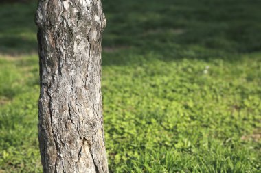 Yeşil alan kopya alanı ağacı parçası