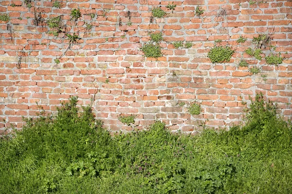 Old red brick wall with vegetation green grass — Stock Photo, Image