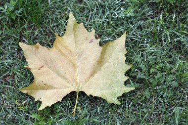 Bir sonbahar yaprak kopya alanı ile yeşil çimenlerin üzerinde
