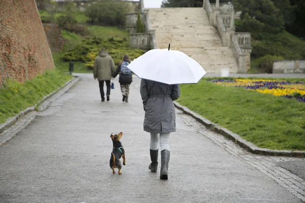Kobieta z biały parasol i mały pies spaceru w parku — Zdjęcie stockowe