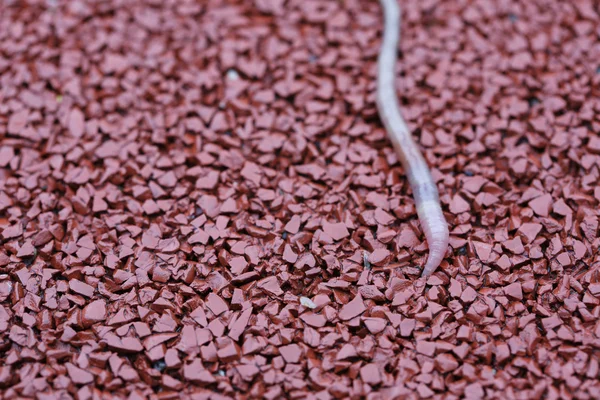 Rain worm on a red background after the rain — Stock Photo, Image