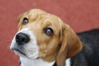 Küçük Beagle köpek ararken kırmızı zemin üzerine