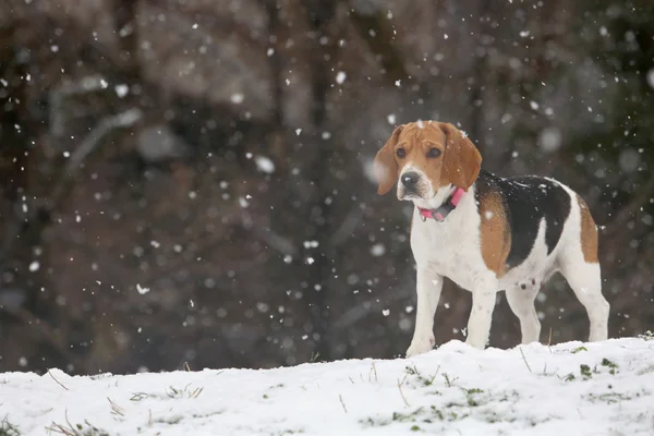 Dog beagle and snow in Park — Stock Photo, Image