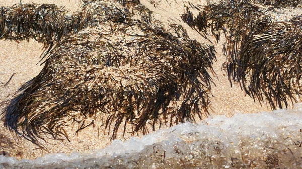 海のビーチ クローズアップ 石や貝 砂や海藻 — ストック写真