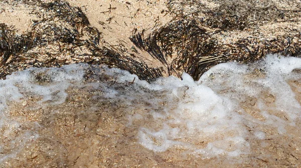 Морський Пляж Крупним Планом Хвилі Камені Мушлі Пісок Водорості — стокове фото