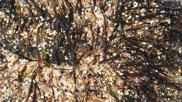 Meeresstrand Nahaufnahme Wellen Steine Und Muscheln Sand Und Algen — Stockfoto