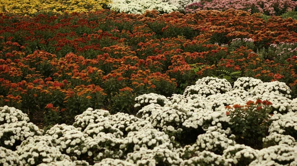 Разноцветные Цветы Ботаническом Саду Прекрасный Фон Поздравлений Историй Садоводстве — стоковое фото