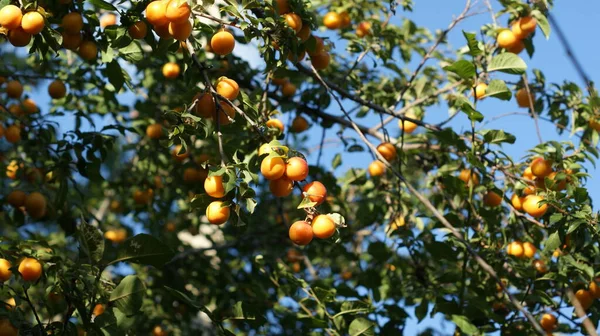 Köstliche Kirschpflaumen Hängen Einem Ast Obstgarten Toller Hintergrund Für Glückwünsche — Stockfoto
