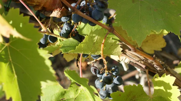 Vineyards Sunset Autumn Harvest Ripe Grapes Fall Great Background Congratulations — Stock Photo, Image