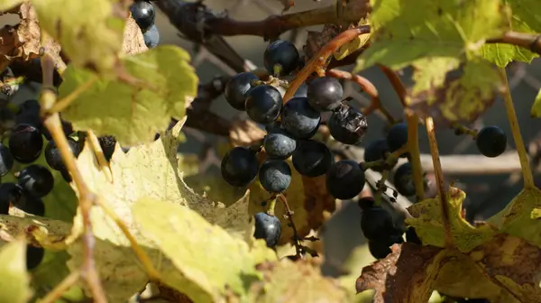 Vineyards Sunset Autumn Harvest Ripe Grapes Fall Great Background Congratulations — Stock Photo, Image