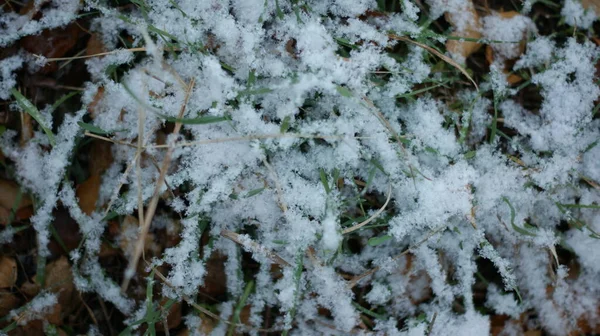 Перший Сніг Зеленій Траві Зелена Трава Вкрита Першими Морозами Ранковий — стокове фото