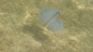 Mavi kenarlı, sığ sularda güzel beyaz denizanalarına yakın çekim