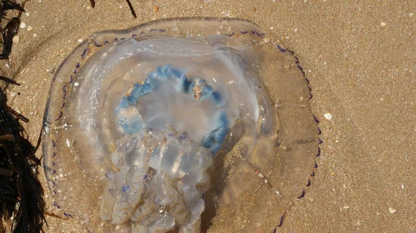 Close Beautiful White Jellyfish Blue Edging Shallow Water — Stock Photo, Image