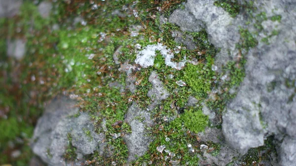 Зелена Трава Краплями Води Весняних Горах Танення Снігу Моху Крупним — стокове фото