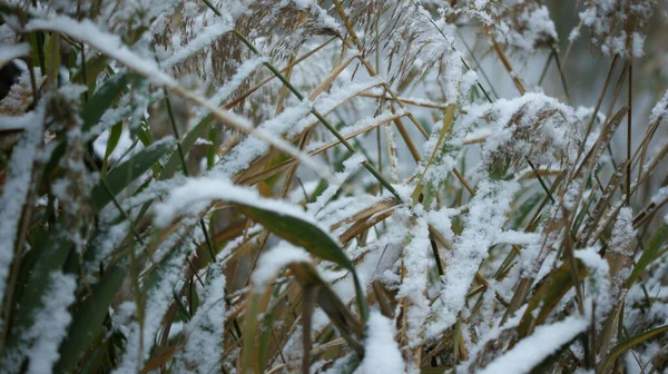 Erster Schnee Auf Noch Trockenem Schilf Flussnähe Nahaufnahme — Stockfoto