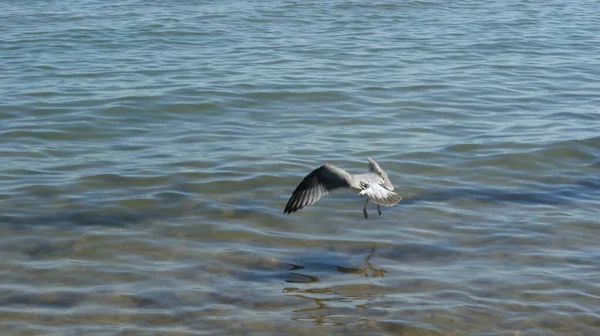 Ένας Γλάρος Που Περπατάει Ρηχά Νερά Κοντά Στην Ακτή Πετώντας — Φωτογραφία Αρχείου