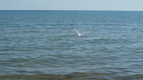 Seagull Walking Shallow Water Sea Shore Flying Swimming Seagulls Sandy — Stock Photo, Image