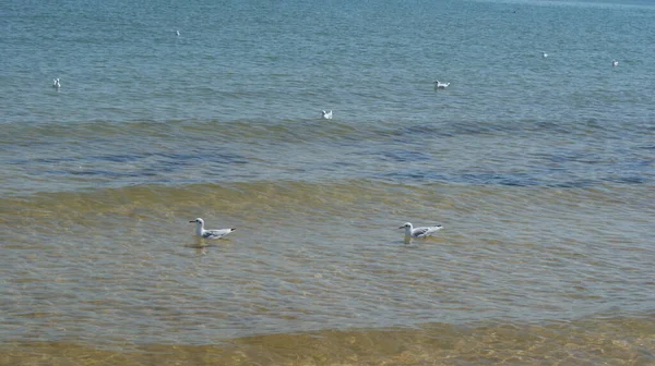 Eine Möwe Die Flachen Wasser Nahe Der Küste Spaziert Möwen — Stockfoto