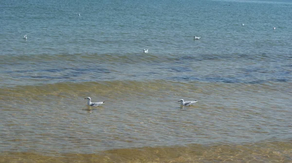 Uma Gaivota Caminhando Águas Rasas Perto Costa Mar Voando Nadando — Fotografia de Stock