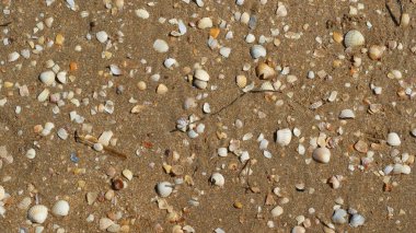 Kumdaki deniz kabukları. Metin için alanı olan deniz yaz tatili arkaplanı