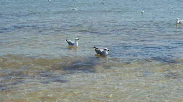 Seekor Burung Camar Berjalan Perairan Dangkal Dekat Pantai Laut Terbang — Stok Foto