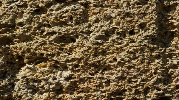 黄色贝壳岩的砖墙 弹壳质感的闭合 — 图库照片