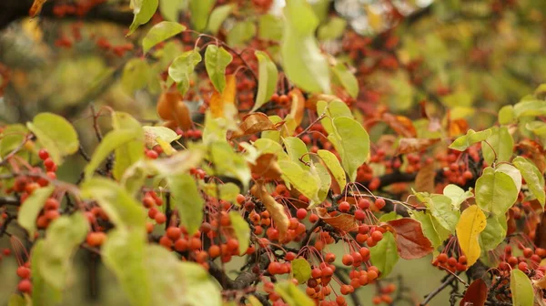 Beautiful Bushes Botanical Garden Great Background Congratulations Gardening Stories — Stock Photo, Image