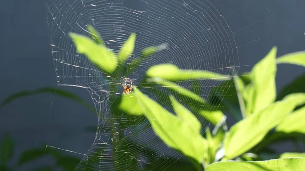 Pavučina Pozadí Východu Slunce Zahradní Krajina — Stock fotografie