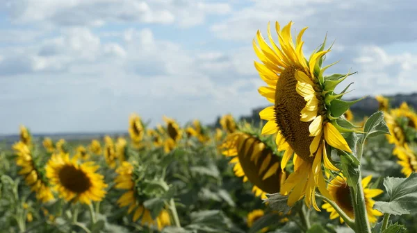 Sunflowers garden. Sunflowers have abundant health benefits. Sunflower oil improves skin health and promote cell regeneration.