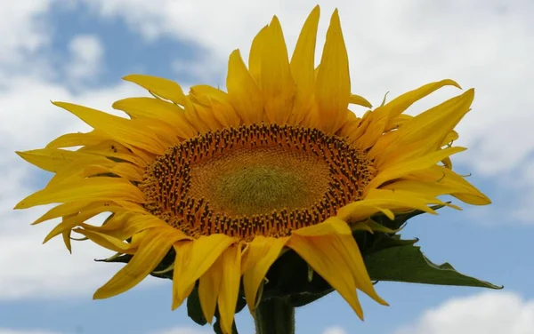 Sunflowers garden. Sunflowers have abundant health benefits. Sunflower oil improves skin health and promote cell regeneration.