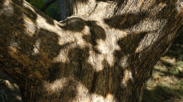 아름다운 나무껍질이 아래있다 사랑의 — 스톡 사진