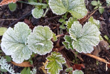 Yaprağın kenarında oluşmuş buz kristallerinin yakın çekimi. Yeşil yaprakların üzerindeki buz