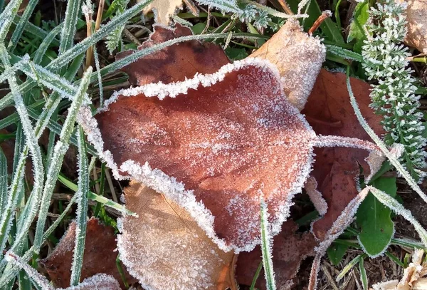 Foglia Gialla Autunno Ramo Aghi Gelo Gelo Mattutino Rime Tardi — Foto Stock