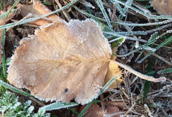 Foglia Gialla Autunno Ramo Aghi Gelo Gelo Mattutino Rime Tardi — Foto Stock