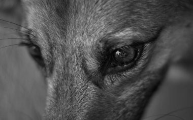 Güzel gözlü köpeklerin siyah beyaz portresi.